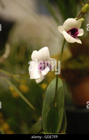 Dendrobium `Thai Angel Stock Photo